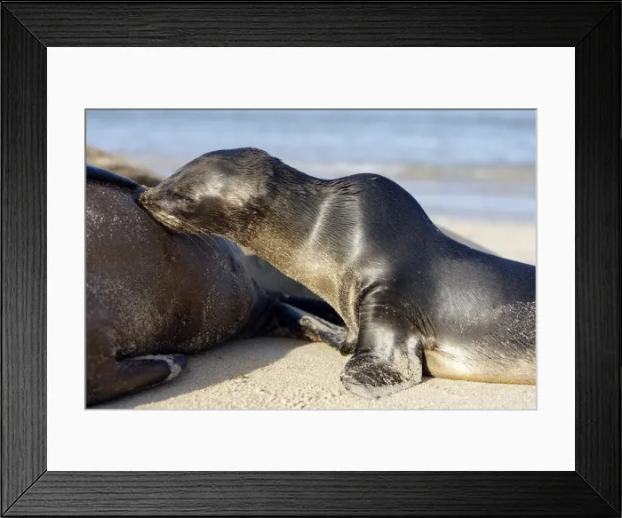 Framed Print : Galapagos Sea Lion - Santa Fe Island - Galapagos Islands Framed Print : Galapagos Sea Lion - Santa Fe Island - Galapagos Islands