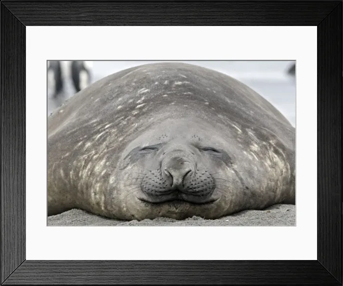 Framed Print : Southern Elephant Seal - Salisbury plains - South Georgia Framed Print : Southern Elephant Seal - Salisbury plains - South Georgia