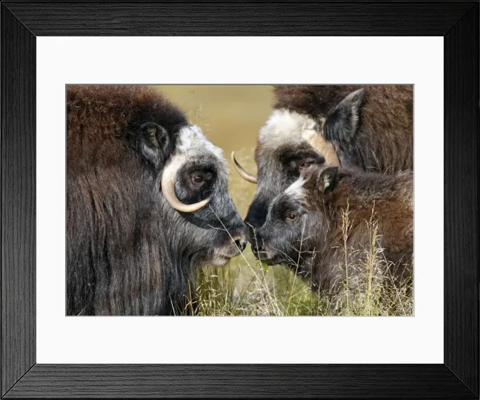 Framed Print : Muskox - Nome - Seward peninsula - Alaska Framed Print : Muskox - Nome - Seward peninsula - Alaska