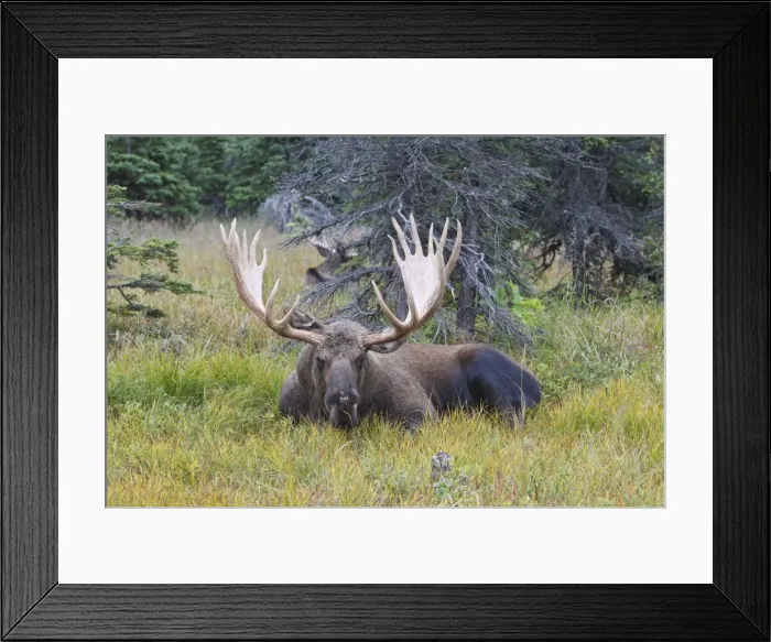 Framed Print : Moose - male 5-7 years old - Seward Peninsula - Alaska Framed Print : Moose - male 5-7 years old - Seward Peninsula - Alaska