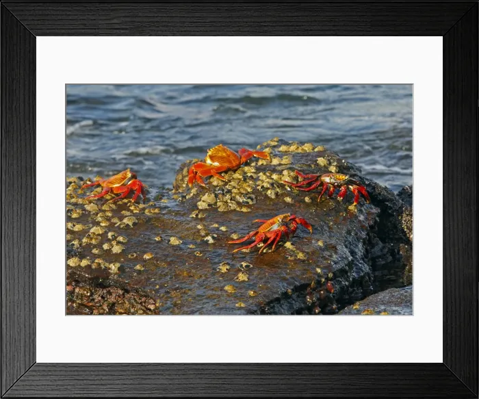 Framed Print : Sally Lightfoot Crab - Galapagos Islands Framed Print : Sally Lightfoot Crab - Galapagos Islands