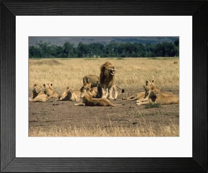 Framed Print : Lion - family pride Framed Print : Lion - family pride