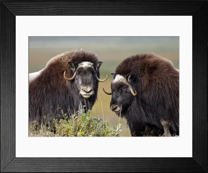 Framed Print : Muskox - Nome - Seward peninsula - Alaska Framed Print : Muskox - Nome - Seward peninsula - Alaska