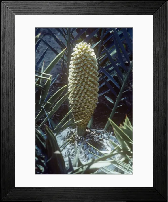 Framed Print : Cyad. WW-3288. Bushmans River Cycad. Encephalartos trispinosus. Wardene Weisser. Framed Print : Cyad. WW-3288. Bushmans River Cycad. Encephalartos trispinosus. Wardene Weisser.