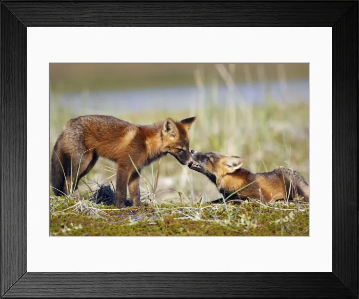 Framed Print : Red Fox - young - dark phase - Seward Peninsula - Alaska Framed Print : Red Fox - young - dark phase - Seward Peninsula - Alaska