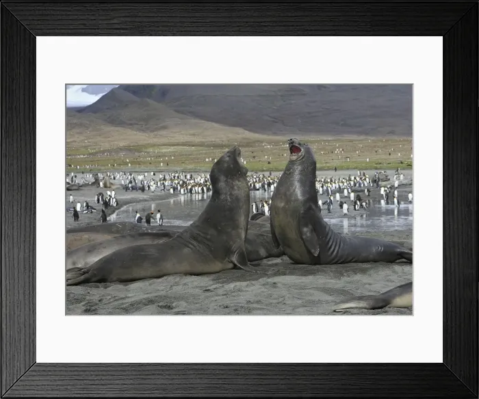 Framed Print : Southern Elephant Seal - combat between two males - Saint Andrew - South Georgia Framed Print : Southern Elephant Seal - combat between two males - Saint Andrew - South Georgia