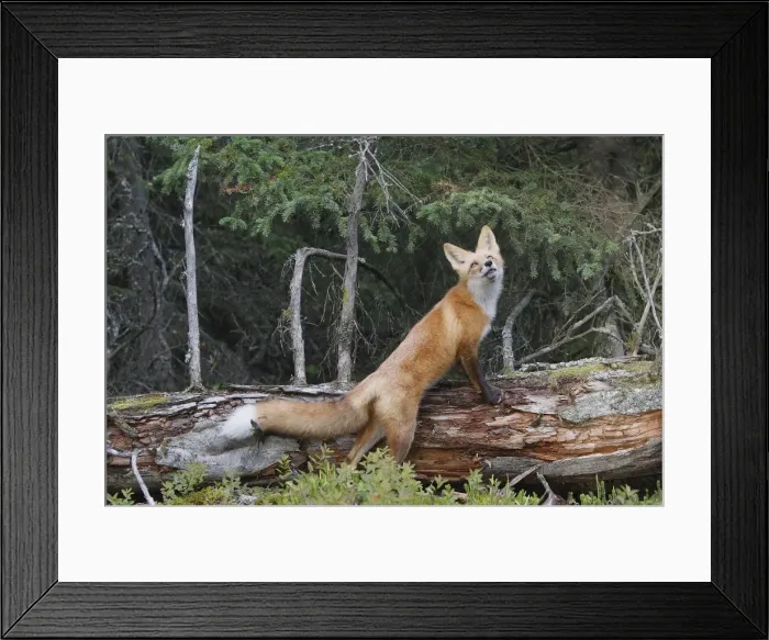 Framed Print : Red Fox - young Framed Print : Red Fox - young