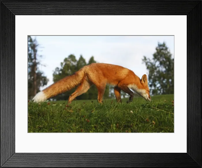 Framed Print : Red Fox - young Framed Print : Red Fox - young