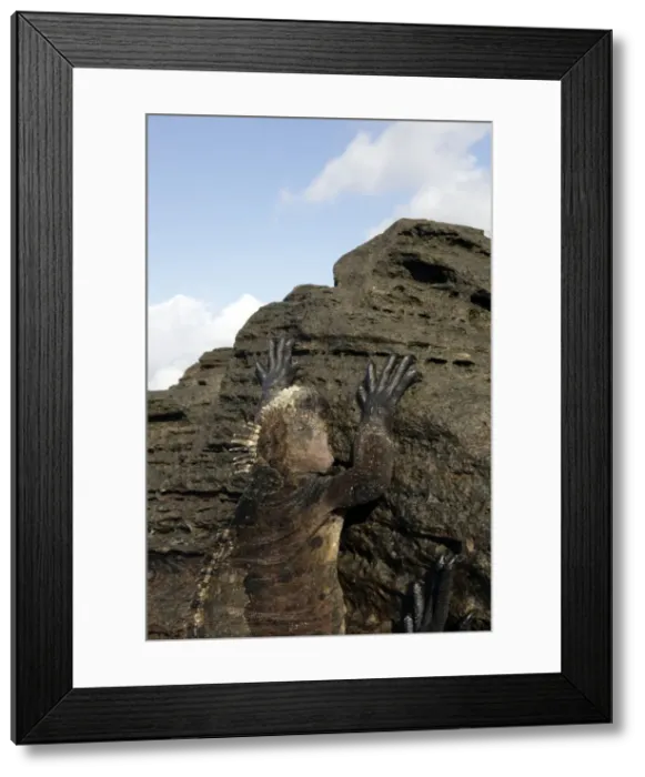 Framed Print : Marine Iguana - Santiago Island - Galapagos Islands Framed Print : Marine Iguana - Santiago Island - Galapagos Islands