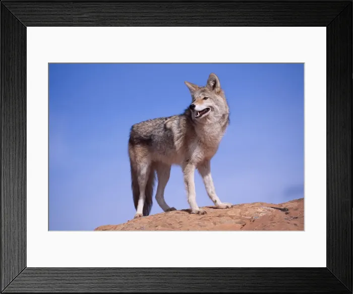 Framed Print : Coyote WAT 4991 Canis latrans © M. Watson / ARDEA LONDON Framed Print : Coyote WAT 4991 Canis latrans © M. Watson / ARDEA LONDON