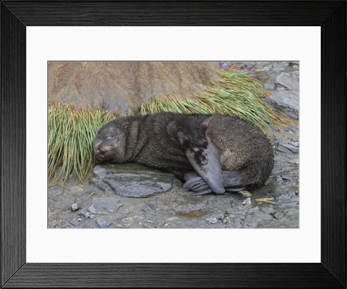 Framed Print : Antarctic Fur Seal - Elsehul Bay - South Georgia - Falkland Islands Framed Print : Antarctic Fur Seal - Elsehul Bay - South Georgia - Falkland Islands