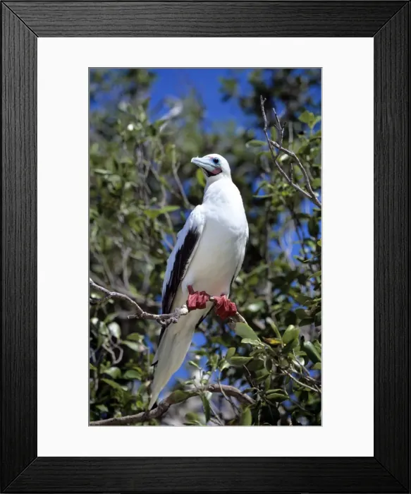 Framed Print : Red-footed Booby - Seychelles Framed Print : Red-footed Booby - Seychelles