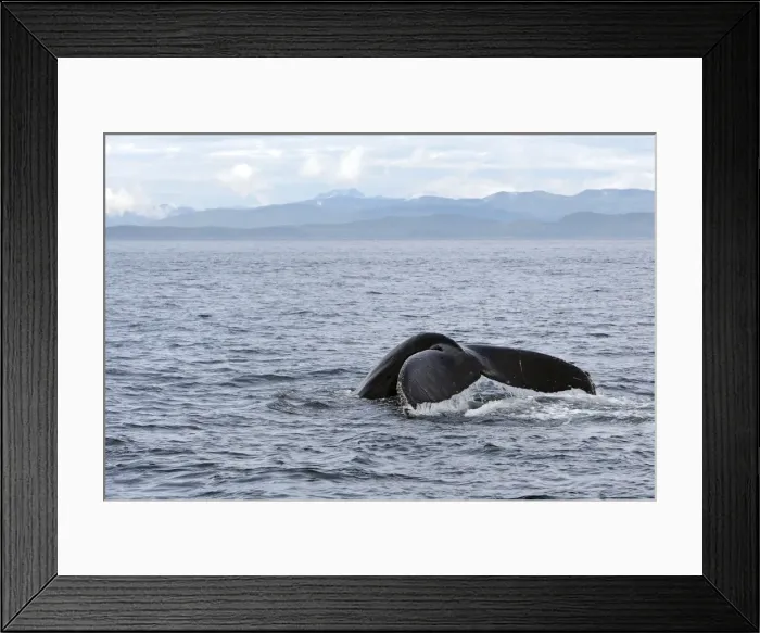 Framed Print : Humpback Whale - Caudal fin - inside Passage - Alaska Framed Print : Humpback Whale - Caudal fin - inside Passage - Alaska