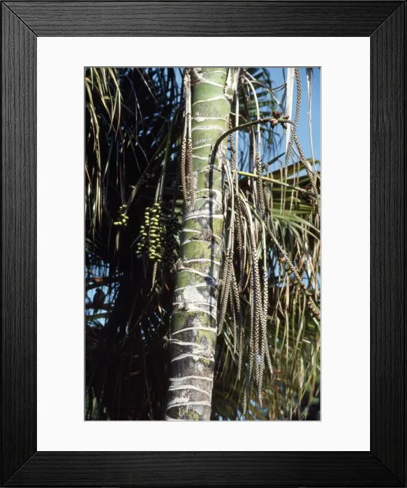 Framed Print : Thatch / Kentia Palm - showing fruits Framed Print : Thatch / Kentia Palm - showing fruits