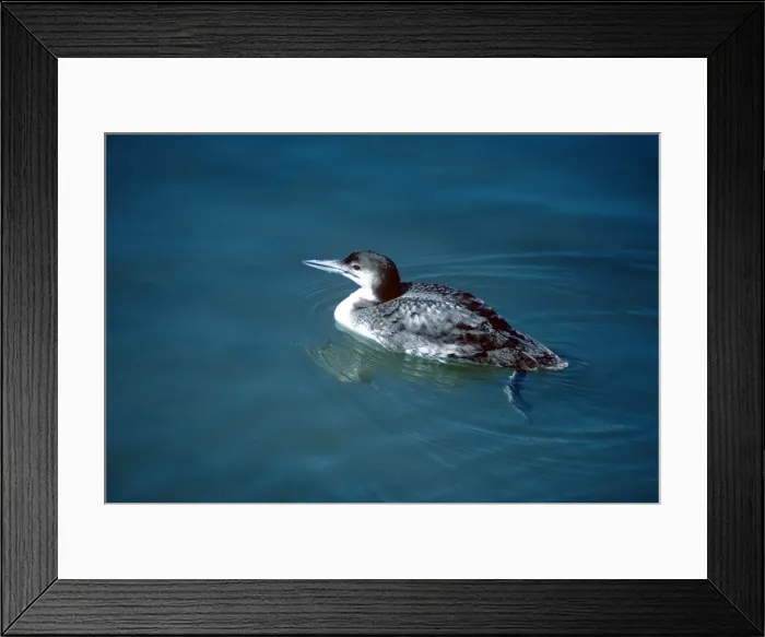 Framed Print : Great Northern Loon Framed Print : Great Northern Loon