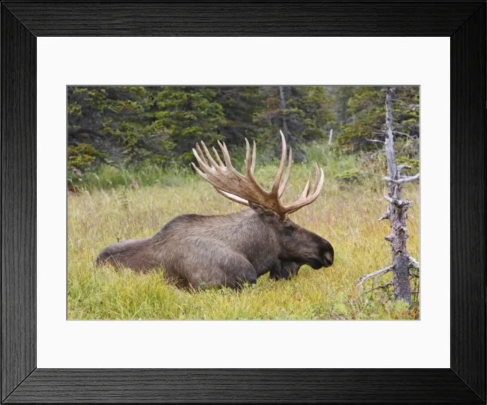Framed Print : Moose - male 5-7 years - Seward Peninsula - Alaska Framed Print : Moose - male 5-7 years - Seward Peninsula - Alaska