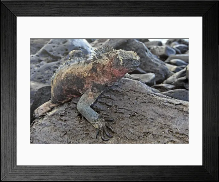 Framed Print : Marine Iguana - Espanola Island - Galapagos Islands Framed Print : Marine Iguana - Espanola Island - Galapagos Islands