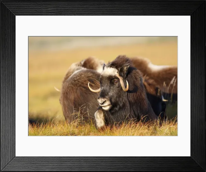 Framed Print : Muskox - Nome - Alaska Framed Print : Muskox - Nome - Alaska