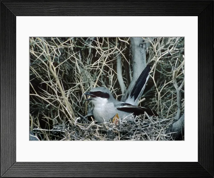 Framed Print : Loggerhead Shrike - at nest with young Framed Print : Loggerhead Shrike - at nest with young