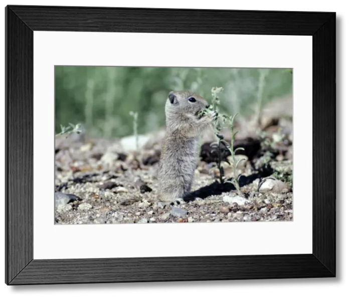 Framed Print : Belding's Ground Squirrel Framed Print : Belding's Ground Squirrel