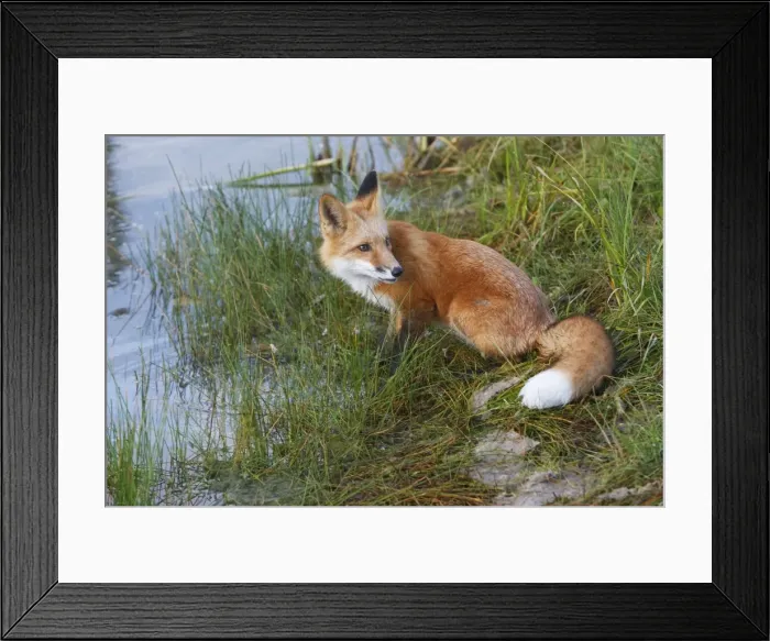 Framed Print : Red Fox - young Framed Print : Red Fox - young