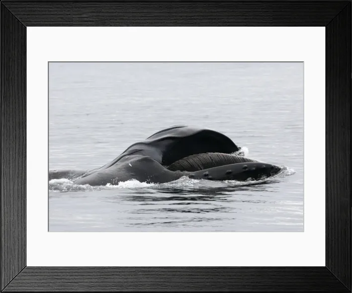 Framed Print : Humpback whale - Mouth open with lateral lunge - Surface feeding -Expandable throat grooves Framed Print : Humpback whale - Mouth open with lateral lunge - Surface feeding -Expandable throat grooves