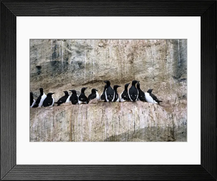 Framed Print : Brunnich's Guillemot - cliff face colony Framed Print : Brunnich's Guillemot - cliff face colony