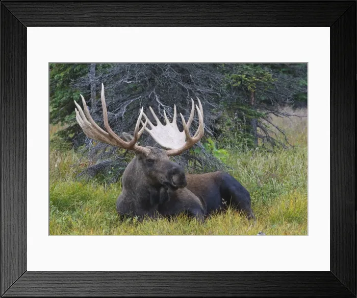 Framed Print : Moose - male 5-7 years old - Seward Peninsula - Alaska Framed Print : Moose - male 5-7 years old - Seward Peninsula - Alaska