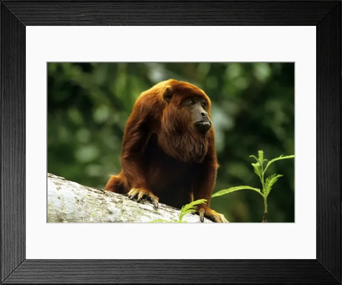 Framed Print : Red Howler Monkey Framed Print : Red Howler Monkey