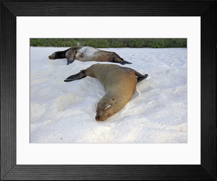 Framed Print : Galapagos Sea Lion - Espanola Island - Galapagos Islands Framed Print : Galapagos Sea Lion - Espanola Island - Galapagos Islands