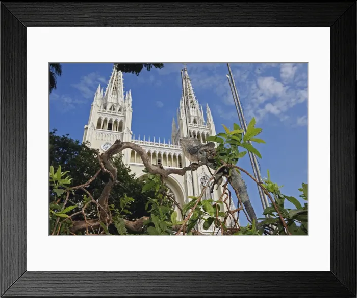 Framed Print : Green iguana - Park of Iguanas - Guayaquil - Ecuador Framed Print : Green iguana - Park of Iguanas - Guayaquil - Ecuador