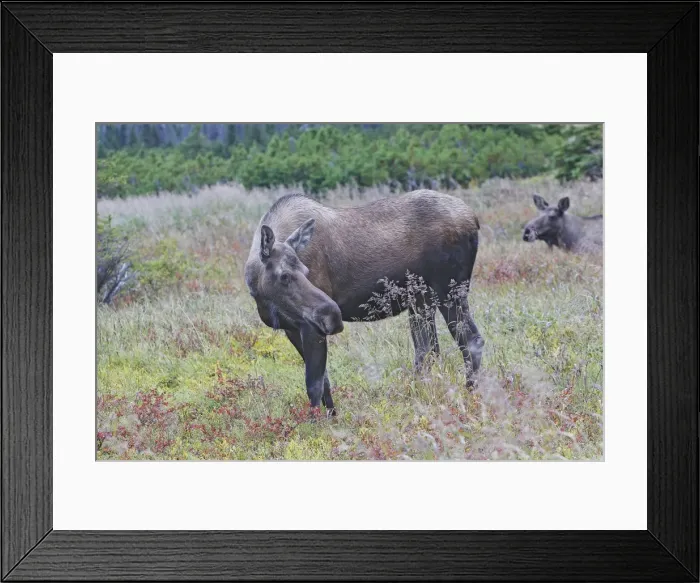 Framed Print : Moose - female - Alaska Framed Print : Moose - female - Alaska