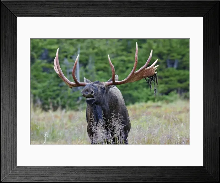 Framed Print : Moose - male 5 to 7 years seeking female - Alaska Framed Print : Moose - male 5 to 7 years seeking female - Alaska