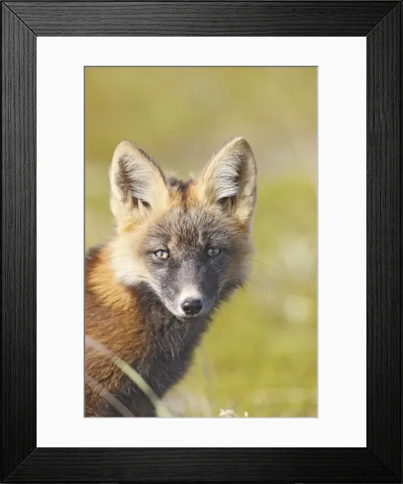 Framed Print : Red Fox - young - dark phase Framed Print : Red Fox - young - dark phase