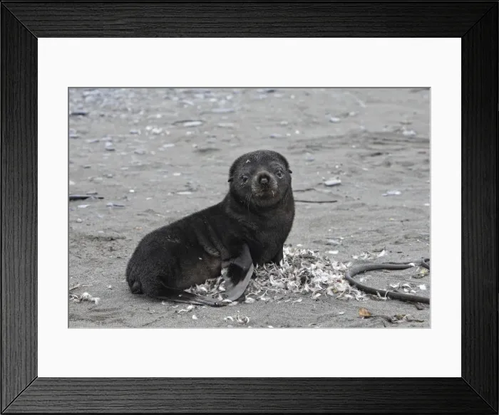 Framed Print : Antarctic Fur Seal - Elsehul - South Georgia Framed Print : Antarctic Fur Seal - Elsehul - South Georgia