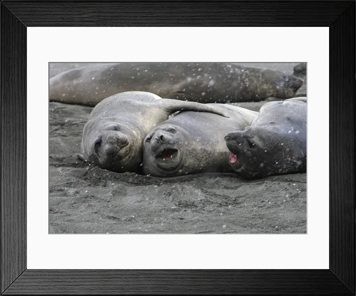 Framed Print : Southern Elephant Seal - Saint Andrew - South Georgia