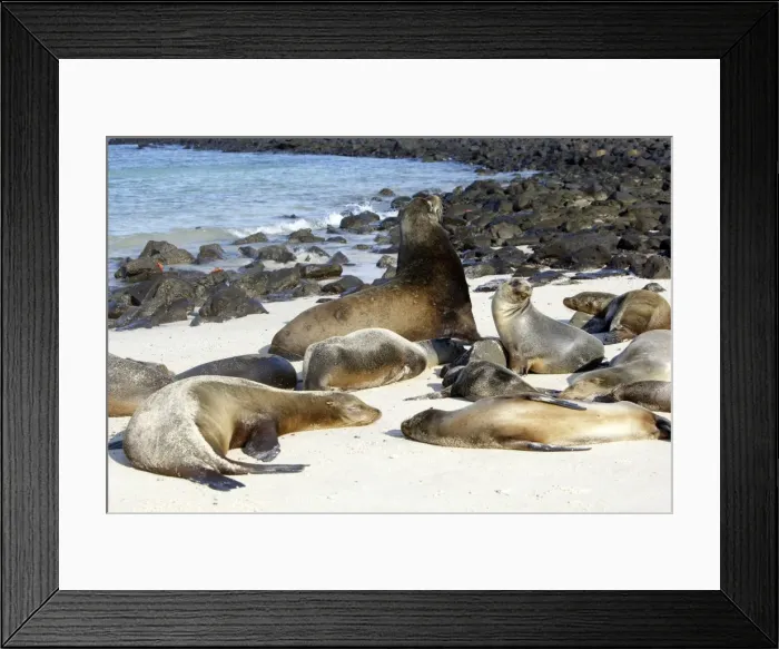 Framed Print : Galapagos Sea Lion - Santa Fe Island - Galapagos Islands Framed Print : Galapagos Sea Lion - Santa Fe Island - Galapagos Islands