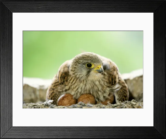 Framed Print : Kestrel - female at nest on eggs Framed Print : Kestrel - female at nest on eggs