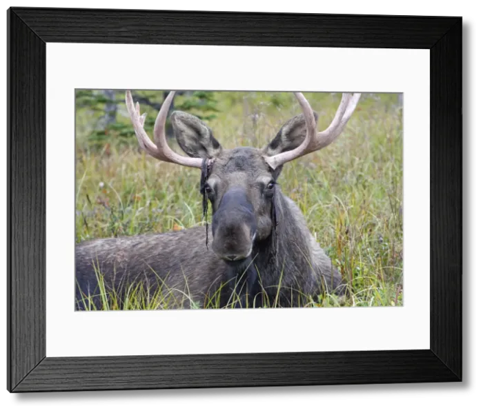 Framed Print : Moose - male about 3 years - losing his velvet - Seward Peninsula - Alaska Framed Print : Moose - male about 3 years - losing his velvet - Seward Peninsula - Alaska