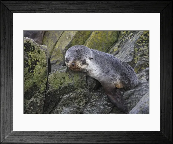 Framed Print : Antarctic Fur Seal - Elsehul Bay - South Geotgia - Falkland Islands Framed Print : Antarctic Fur Seal - Elsehul Bay - South Geotgia - Falkland Islands