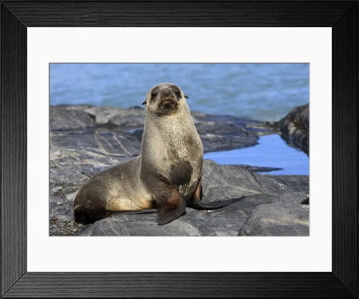 Framed Print : Antarctic Fur Seal - Fortuna bay - South Georgia Framed Print : Antarctic Fur Seal - Fortuna bay - South Georgia