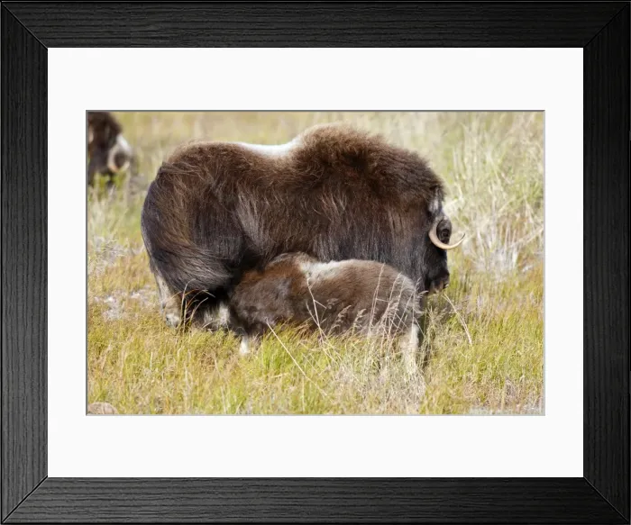 Framed Print : Muskox - mother breastfeeding baby - Nome - Seward peninsula - Alaska Framed Print : Muskox - mother breastfeeding baby - Nome - Seward peninsula - Alaska