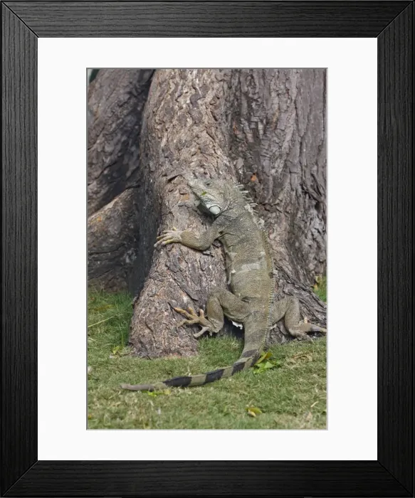 Framed Print : Green iguana - Park of Iguanas - Guayaquil - Ecuador