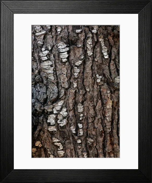 Framed Print : Deodar Cedar - bark Framed Print : Deodar Cedar - bark