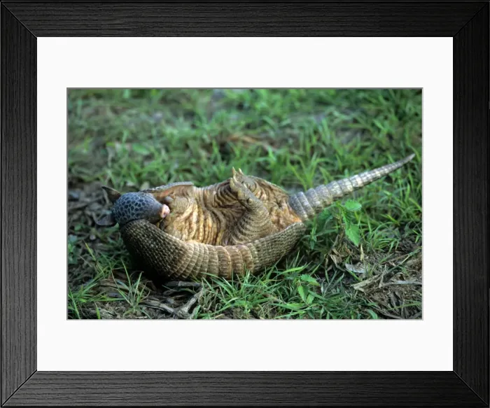 Framed Print : Armadillo. WAT-6397. 9 Banded ARMADILLO - on its back. Dasypus novemcinctus. M. Watson. Framed Print : Armadillo. WAT-6397. 9 Banded ARMADILLO - on its back. Dasypus novemcinctus. M. Watson.