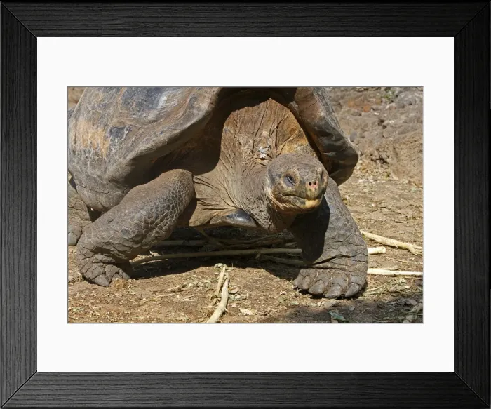 Framed Print : Galapagos Giant Tortoise - Charles Darwin foundation - Santa Cruz island - Galapagos islands Framed Print : Galapagos Giant Tortoise - Charles Darwin foundation - Santa Cruz island - Galapagos islands