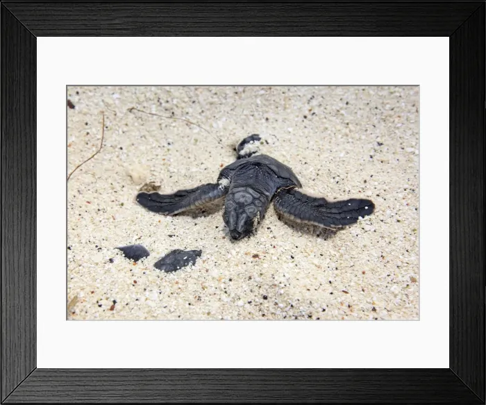 Framed Print : Green sea turtle - baby birth - Espanola Island - Galapagos Islands Framed Print : Green sea turtle - baby birth - Espanola Island - Galapagos Islands