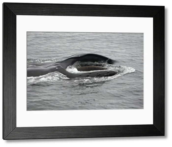 Framed Print : Humpback Whale - Surface feeding - Mouth open with lateral lunge - Expandable throat grooves - inside Passage - Alaska Framed Print : Humpback Whale - Surface feeding - Mouth open with lateral lunge - Expandable throat grooves - inside Passage - Alaska