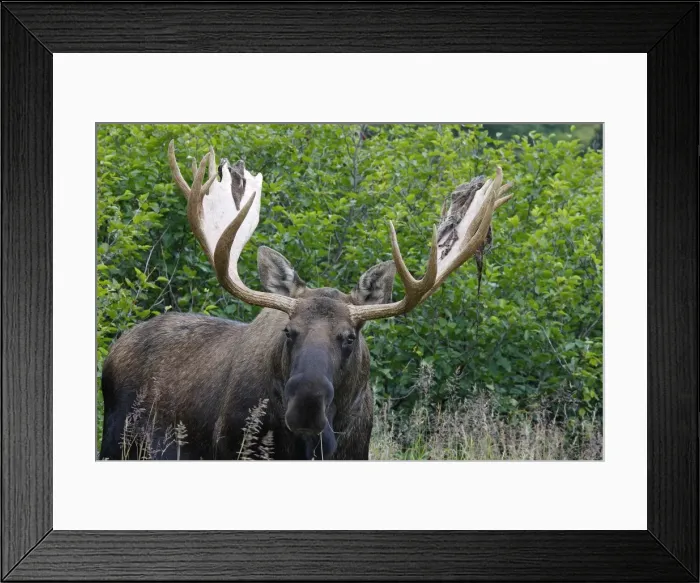 Framed Print : Moose - 5-7 year old male with velvet - Seward Peninsula - Alaska