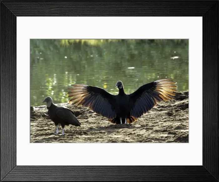 Framed Print : Black Vulture - wings outstretched Framed Print : Black Vulture - wings outstretched